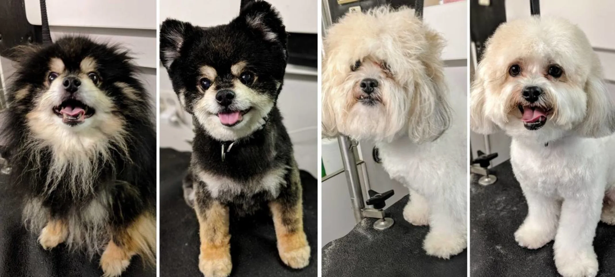 Grooming before and after photos at Lafayette Veterinary Care Clinic.